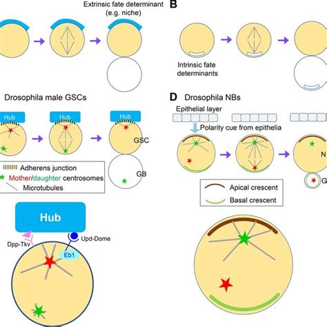 Framework Of Asymmetric Cell Division A And B Asymmetric Cell