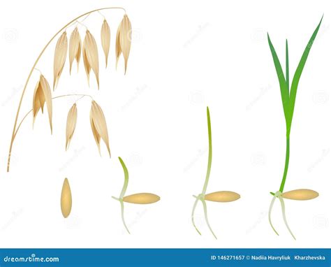 Sequence Of Oat Plant Growing Isolated On White Stock Vector