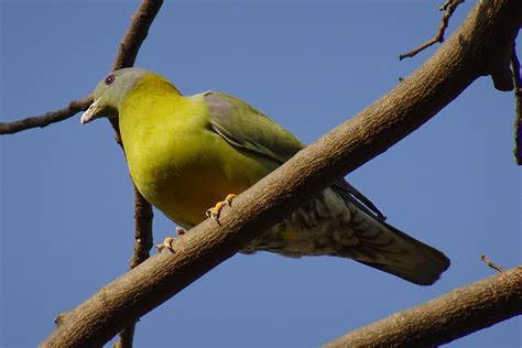 Vogel Taube Yfgp Gelbf Ige Gr Ne Kostenloses Foto Auf Pixabay Pixabay