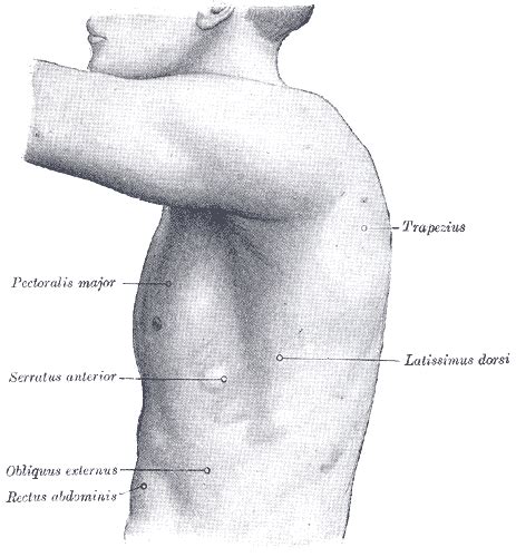 Winged scapula - wikidoc