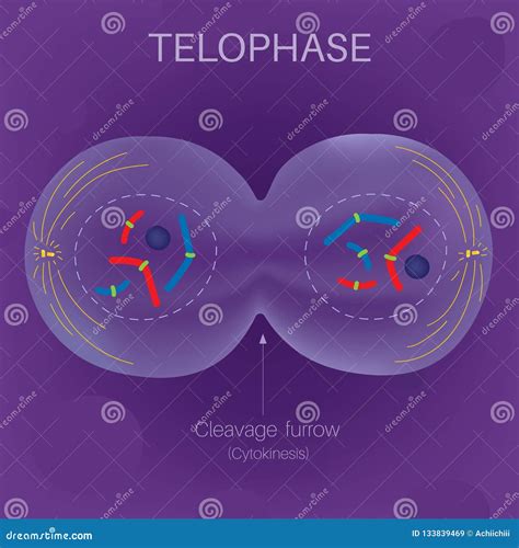 The Cell Cycle Telophase Stock Vector Illustration Of Anatomy 133839469