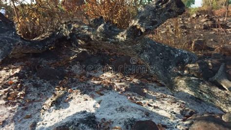 Burnt Forest Landscape With Charred Tree Trunks And Ash Covered Ground