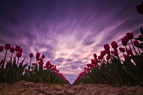 Hintergrundbilder Sonnenlicht Landschaft Blumen Gras Himmel Feld