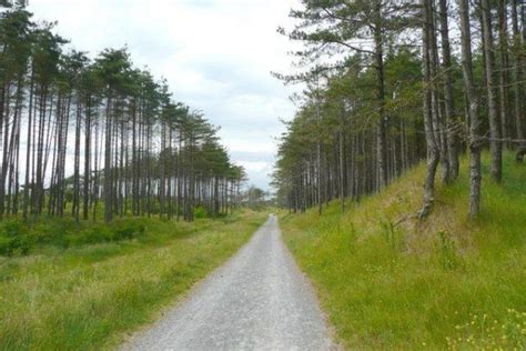 Dog walk at Pembrey Country Park · Carmarthenshire · Walkiees