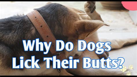 Why Do Dogs Lick Their Butts Youtube