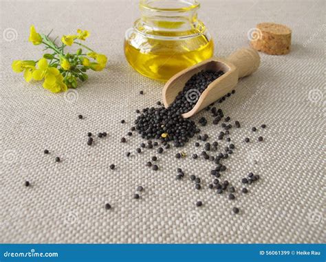 Canola Oil And Rapeseed Stock Image Image Of Vegetable 56061399