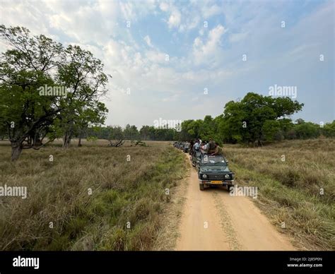 Kanha Tiger reserve Safari in central India Madhya Pradesh Stock Photo - Alamy