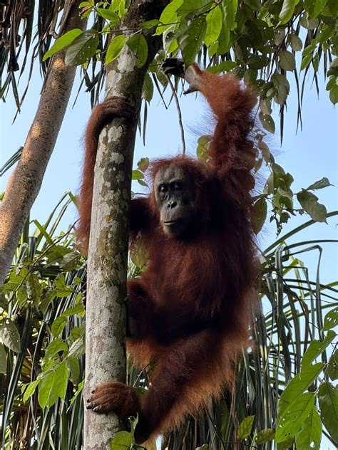 Bukit Lawang Orang Utan Trail Cara Sumatera Utara Promosikan