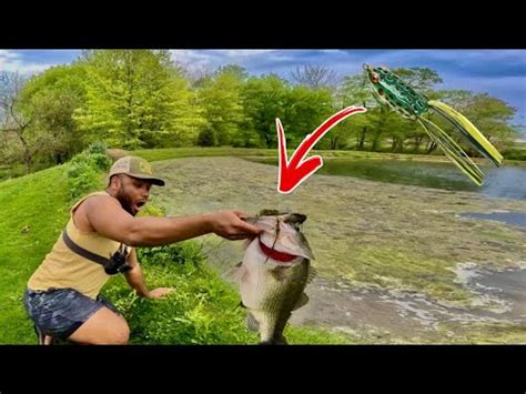 MASSIVE Bass CRUSHES TOPWATER FROG YouTube