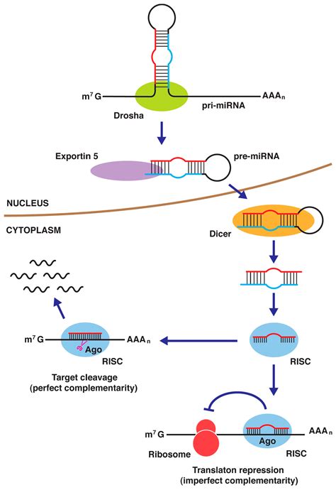 Ijms Free Full Text Matrix Metalloproteinase Gene Activation