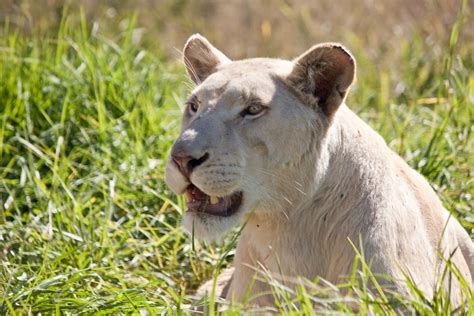 African Lions Free Photo Download | FreeImages