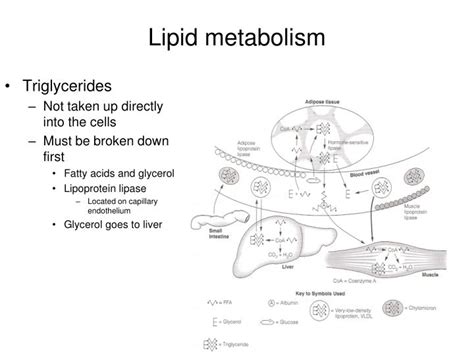 Ppt Lipid Metabolism Powerpoint Presentation Id4187488