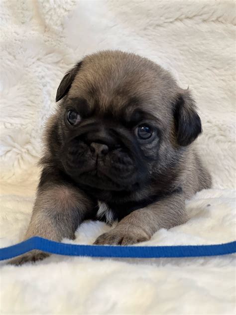 Pug Puppies For Sale Macomb County Mi 463280 Petzlover