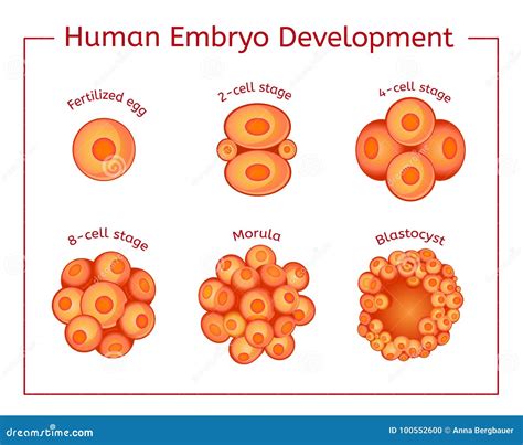 Early Embryo Development Stages