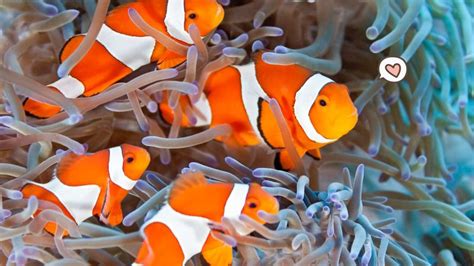 10 Ikan Hias Air Laut yang Perawatannya Gampang, Coba Pelihara Clownfish, Moms! | Orami