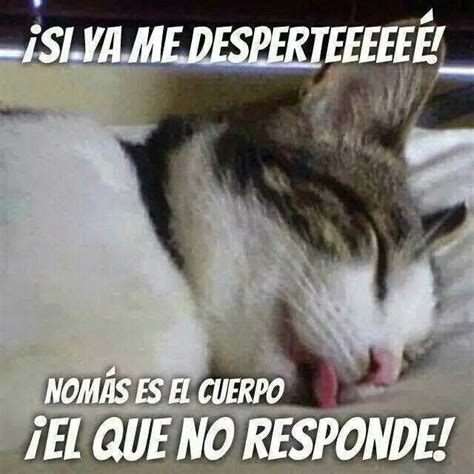 Jejeje Meme Gato Sé Bueno Buenos Dias Con Gatos