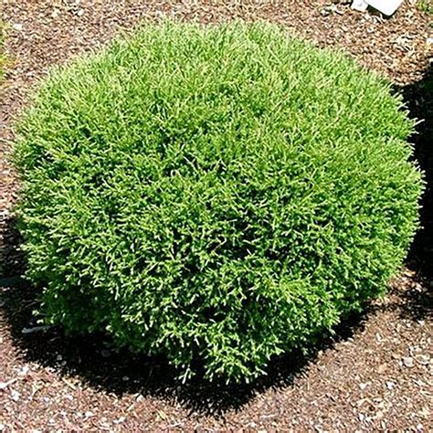 Thuja Occidentalis Mr Bowling Ball Mr Bowling Ball Cedar From