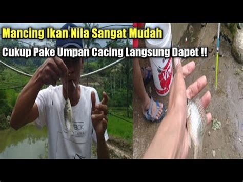 MANCING IKAN NILA Cukup Pake Umpan Cacing Langsung Dapet YouTube