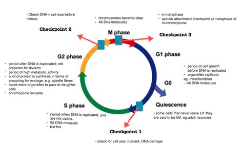 BIOLOGY UNIT 2 > GENETICS Diagram | Quizlet