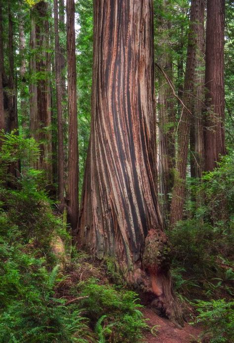 The Complete Guide To Visiting Redwood National Park The Planet D