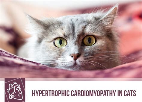 Hypertrophic Cardiomyopathy In Cats The Pet Professionals