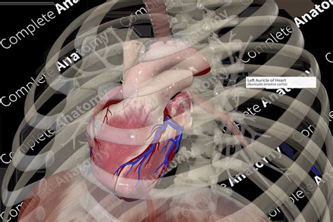 Left Auricle Of Heart Complete Anatomy