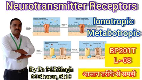 Neurotransmitter Receptors Ionotropic Metabotropic Human Anatomy