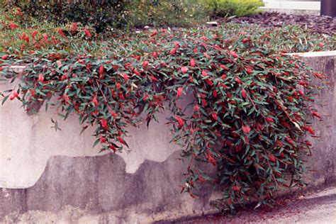 Grevillea Poorinda Royal Mantle Australian Native Plants Society