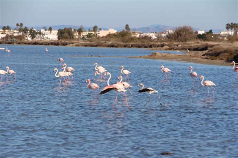 Flamingoes At The Tigaki Salt Lake On The Island Of Kos In Greece