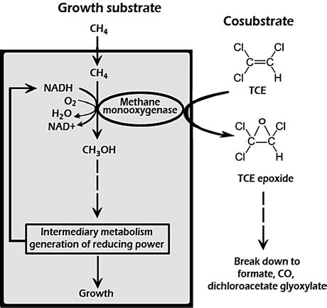 5 Co-metabolic degradation of trichloroethylene by microbial cell | Download Scientific Diagram