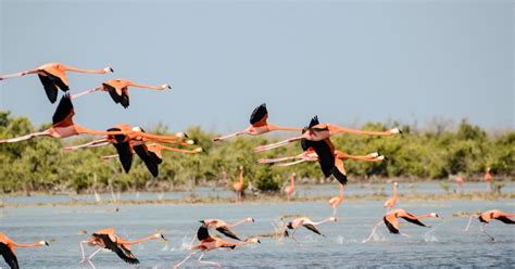 Dages Amboseli Nakuru S En Og Masai Mara Getyourguide