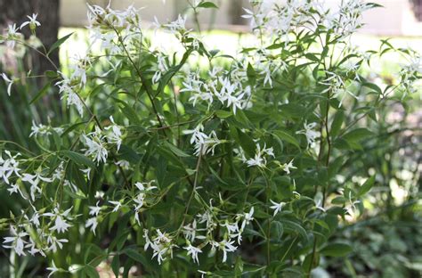 Épinglé sur Garden porteranthus syn Gillenia trifoliata Biwmans root