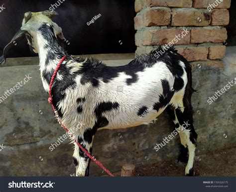 beetal images stock  vectors shutterstock