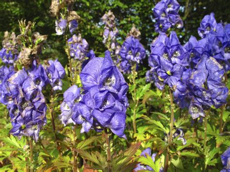 Monkshood | Pet Poison Helpline