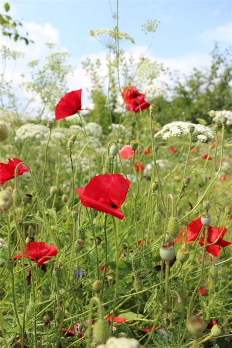 spring grass poppies sky  photo  pixabay pixabay