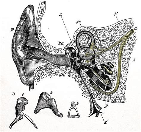 Royalty Free Ear Drum Clip Art Vector Images And Illustrations Istock