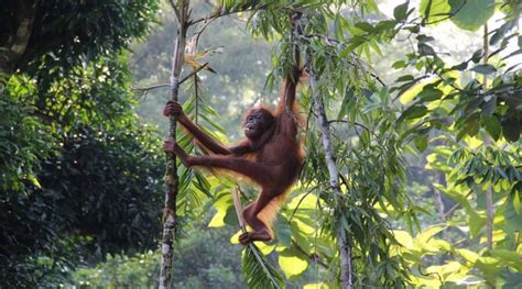 Experience Wildlife of Borneo – Fly Comfort Travel