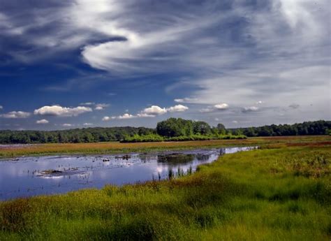 Free Images Landscape Sea Tree Nature Grass Horizon Marsh