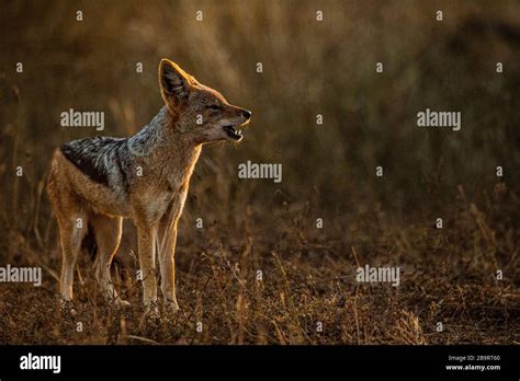 Black backed jackal Stock Photo - Alamy