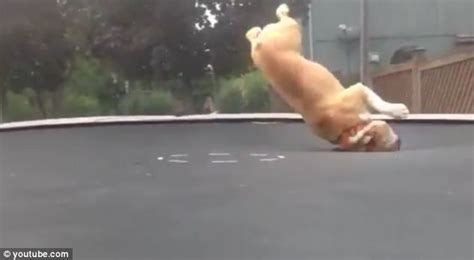 Mudd The Bouncing Bulldog Hilarious Video Shows Mischievous Mutt