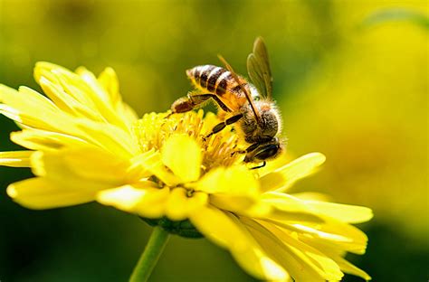 Honey Bees Are Suffering From Nutritional Stress Earth