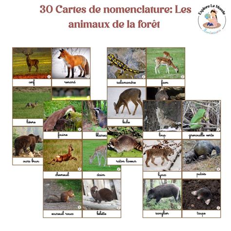 Cartes De Nomenclature Animaux De La For T Explore Le Monde Montessori