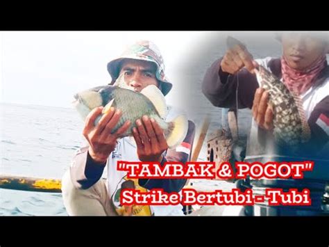 MANCING IKAN TAMBAK POGOT Strike Bertubi Tubi YouTube