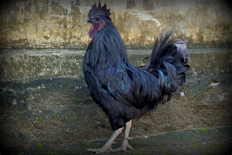 Kadaknath Chicken Jet Black കിളിക്കൂട്