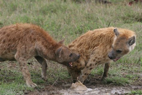 Hyena`s Teeth Two Hyena Fight Over The Remains Of A Wildeb Flickr