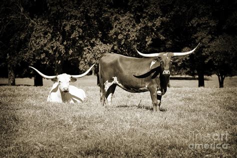 Texas Longhorn Cattle Relaxing In A Field In Sepia 3098 01 Photograph By M K Miller Fine Art