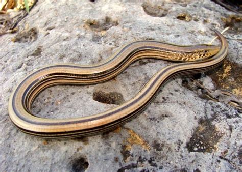 Legless Lizard Vs Snake 4 Key Differences Imp World