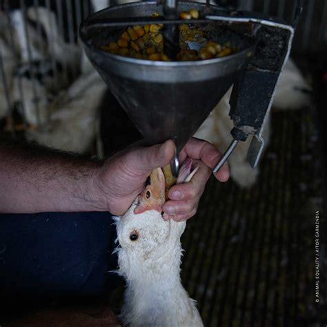 New Images Expose Force Feeding Of Ducks For Foie Gras