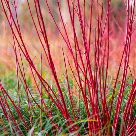 Red Twig Dogwood | Deciduous Shrubs for Sale from Gurney's