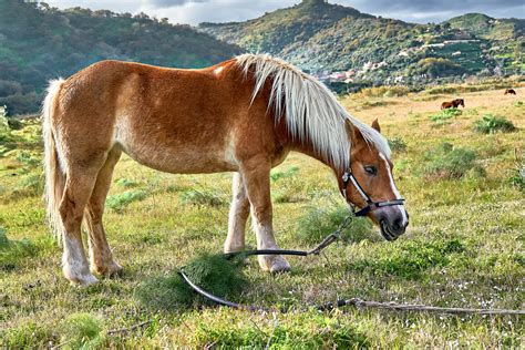 5 motivos que fazem desta raça de cavalo a mais cara do mundo Mostrador